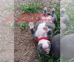 Small Photo #19 American Pit Bull Terrier Puppy For Sale in DELAWARE, OH, USA