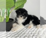 Small #3 Bernedoodle (Miniature)