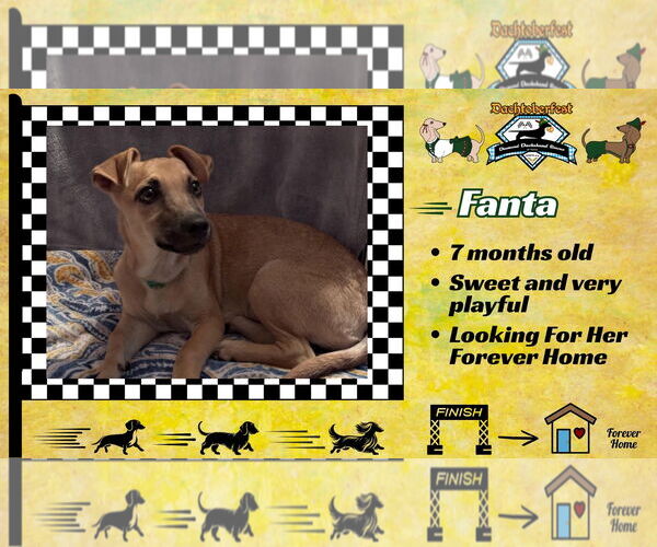 Medium Photo #8 Dachshund-Unknown Mix Puppy For Sale in San Antonio, TX, USA