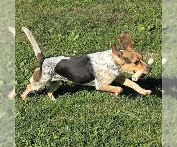 Medium Photo #2 Beagle Puppy For Sale in Batavia, OH, USA