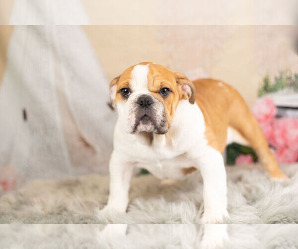 Medium Photo #11 English Bulldog Puppy For Sale in WARSAW, IN, USA