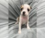 Small #2 Boston Terrier Mix
