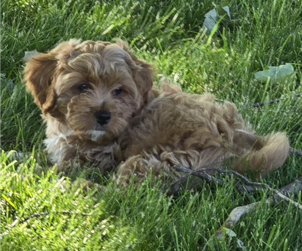 Medium Photo #3 Cavapoo Puppy For Sale in BATESVILLE, IN, USA