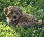 Small Photo #3 Cavapoo Puppy For Sale in BATESVILLE, IN, USA