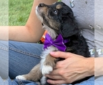 Small #3 Bernedoodle (Miniature)