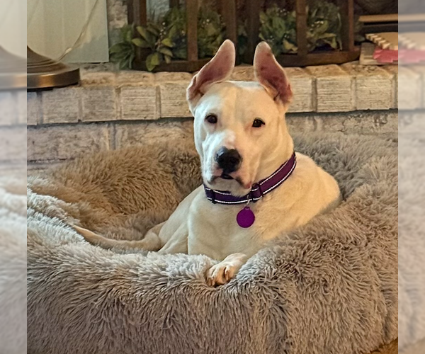 Medium Photo #3 Mutt Puppy For Sale in Decatur, GA, USA