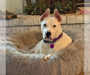 Lady - Female Mutt Dog for Adoption - Photo #3