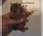 Small Photo #14 Dachshund Puppy For Sale in PINSON, AL, USA