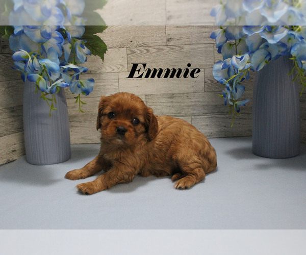 Medium Photo #14 Cavalier King Charles Spaniel Puppy For Sale in CHANUTE, KS, USA