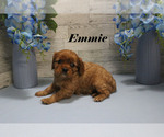 Small #13 Cavalier King Charles Spaniel
