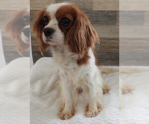 Mother of the Cavapoo puppies born on 06/19/2025