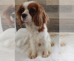 Small Photo #1 Cavapoo Puppy For Sale in CARLISLE, KY, USA