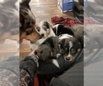 Small Photo #20 Australian Shepherd-Texas Heeler Mix Puppy For Sale in IBERIA, MO, USA
