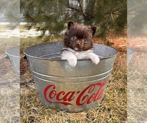 Pomeranian Puppy for sale in MIDDLEBURY, IN, USA