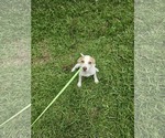 Small #6 Chiweenie