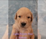 Small #1 Golden Retriever