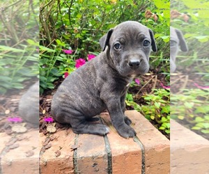 Cane Corso Puppy for sale in BIRMINGHAM, AL, USA