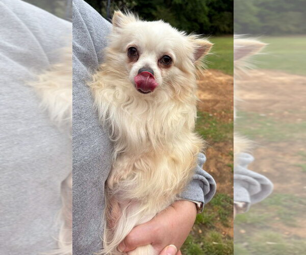 Medium Photo #1 Chihuahua Puppy For Sale in Walnutport, PA, USA