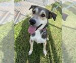 Small #2 German Shepherd Dog Mix