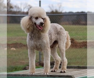 Poodle (Standard) Puppy for sale in ADAMSVILLE, TN, USA