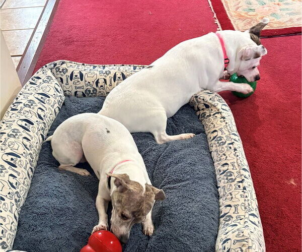 Medium Photo #1 Jack Russell Terrier-Unknown Mix Puppy For Sale in Springdale, PA, USA