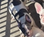 Small #4 French Bulldog