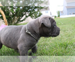 Small #5 Cane Corso