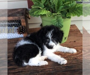 Aussiedoodle-Poodle (Miniature) Mix Puppy for sale in GAP, PA, USA