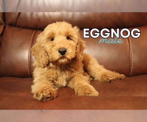 Medium Photo #1 Goldendoodle (Miniature) Puppy For Sale in NORTH LIBERTY, IN, USA