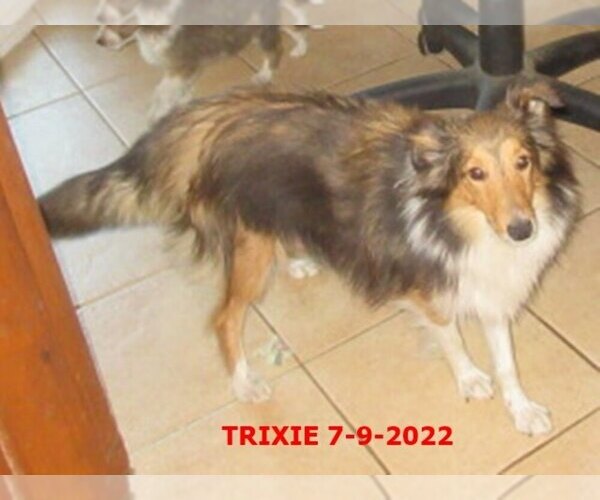 Medium Photo #1 Shetland Sheepdog Puppy For Sale in SOLON, ME, USA