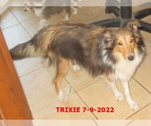 Mother of the Shetland Sheepdog puppies born on 07/19/2025