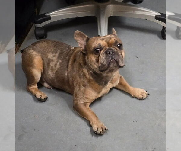 Medium Photo #4 French Bulldog Puppy For Sale in Modesto, CA, USA