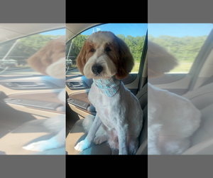 Father of the Goldendoodle mix (+ Poodle Standard) puppies born on 07/31/2026