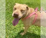 Small #11 American Pit Bull Terrier Mix