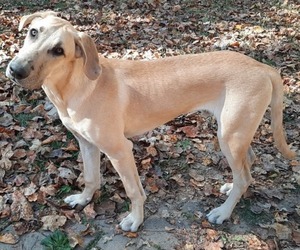 German Shepherd Dog-Great Dane Mix Puppy for sale in HAYESVILLE, NC, USA