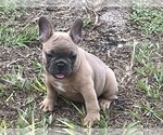 Small #1 French Bulldog