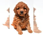 Small #54 Goldendoodle mix (+ Poodle Miniature)