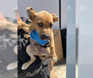 American Pit Bull Terrier-German Shepherd Dog Mix Dogs for adoption in Stockton, CA, USA
