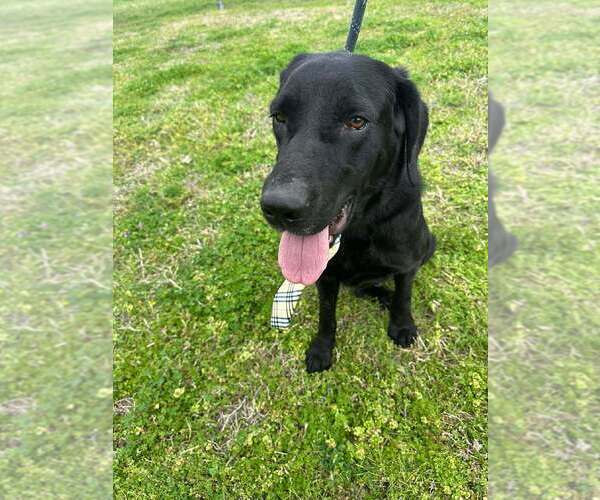 Medium Photo #10 Labrador Retriever-Unknown Mix Puppy For Sale in Abbeville, LA, USA