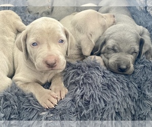 Weimaraner Puppy for sale in MIAMI, FL, USA