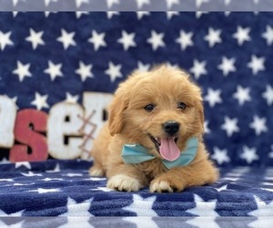 Pookimo Puppy for sale in LANCASTER, PA, USA