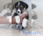 Small Photo #4 Pembroke Welsh Corgi Puppy For Sale in LEITCHFIELD, KY, USA
