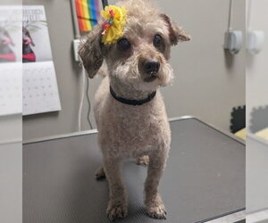 Poodle (Miniature)-Unknown Mix Dogs for adoption in Las Vegas, NV, USA