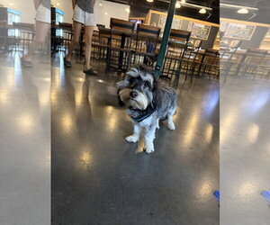 Mauxie Dogs for adoption in Holly Springs, NC, USA