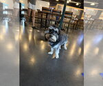 Cupcake - Female Mauxie Dog for Adoption - Small photo