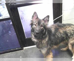 German Shepherd Dog-Siberian Husky Mix Dogs for adoption in Tulsa, OK, USA