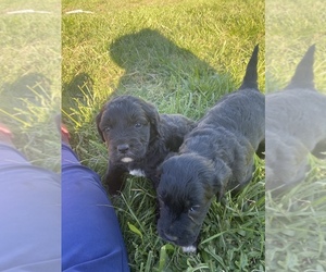 Goldendoodle Puppy for sale in DANIELSVILLE, GA, USA