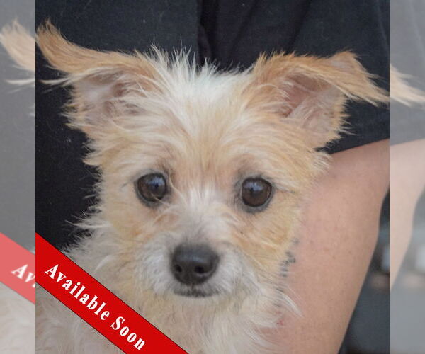 Medium Photo #1 Dachshund-Unknown Mix Puppy For Sale in Huntley, IL, USA