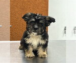 Small Maltipoo (Miniature)