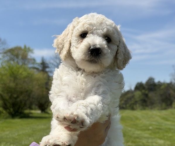 Medium Photo #1 Goldendoodle mix (+ Poodle Standard) Puppy For Sale in MAYNARDVILLE, TN, USA